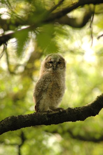 Tawny Owl (Birds of Serbia - guide) · iNaturalist