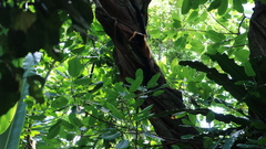Varecia rubra