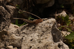 Leiocephalus barahonensis