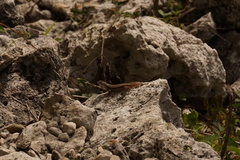 Leiocephalus barahonensis