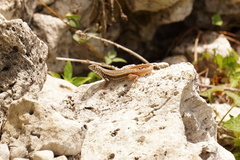 Leiocephalus barahonensis