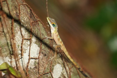 Anolis bahorucoensis