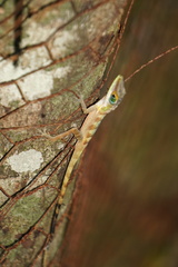 Anolis bahorucoensis
