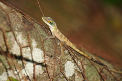 Anolis bahorucoensis