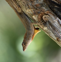 Anolis jubar oriens