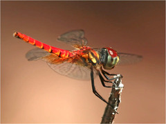 Aethriamanta circumsignata