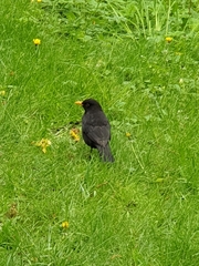 Turdus merula