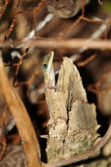 Anolis bahorucoensis