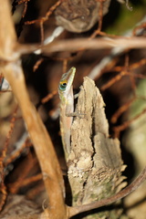 Anolis bahorucoensis