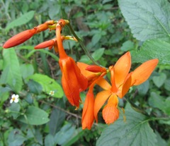 Crocosmia aurea