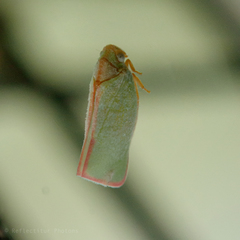 Sanurus