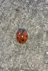 Coccinella septempunctata