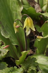 Erythronium tuolumnense