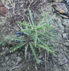 Neotorularia torulosa