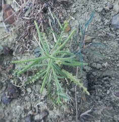 Neotorularia torulosa