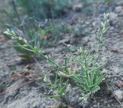 Neotorularia torulosa