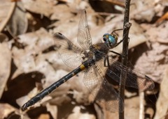 Helocordulia selysii