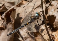 Helocordulia selysii