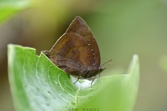 Arhopala centaurus