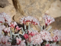 Eriogonum bicolor