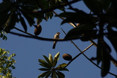 Phaenicophilus palmarum