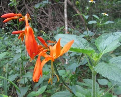 Crocosmia aurea