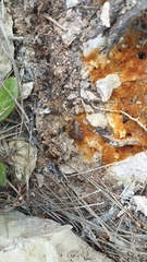 Euscorpius tergestinus