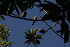 Phaenicophilus palmarum