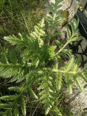 Papaver × pseudo-orientale