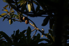 Phaenicophilus palmarum