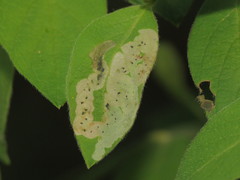 Aulagromyza cornigera