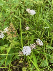 Asclepias perennis