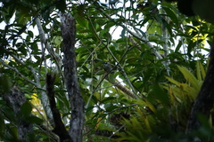 Phaenicophilus palmarum