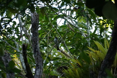 Phaenicophilus palmarum