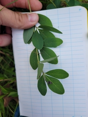 Baptisia nuttalliana