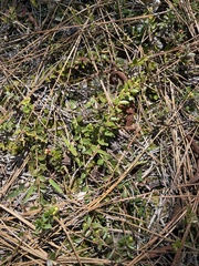 Vaccinium crassifolium