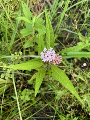Asclepias perennis