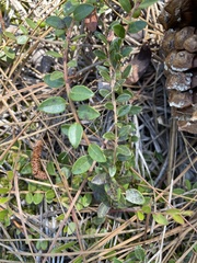 Vaccinium crassifolium