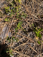 Vaccinium crassifolium