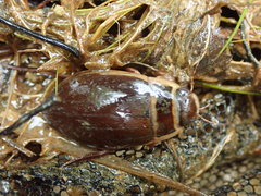 Dytiscus marginalis marginalis