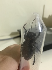 Enyaliopsis