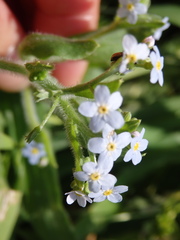 Myosotis welwitschii