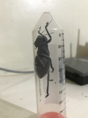 Enyaliopsis