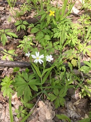 Rabelera holostea