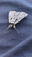 Catocala clintonii