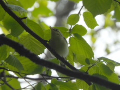 Phylloscopus nitidus