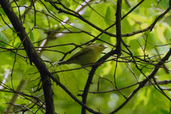 Phylloscopus nitidus