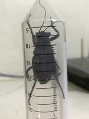 Enyaliopsis