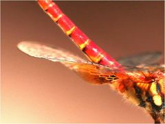 Aethriamanta circumsignata