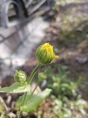 Doronicum columnae